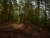 Photograph showing a dark woodland with a pool of light illuminating a patch of brown bracken and part of a tree trunk.