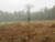 Photograph by Simon Roberts showing a solitary tree standing in a brown field on misty day
