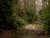 Photograph by Simon Roberts showing a dirt path through a wood on an overcast day with patches of light and shade