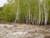 Photograph by Simon Roberts showing young birch trees on an overcast day