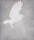 Print of a white owl in mid flight looking towards right of image on a grey background.