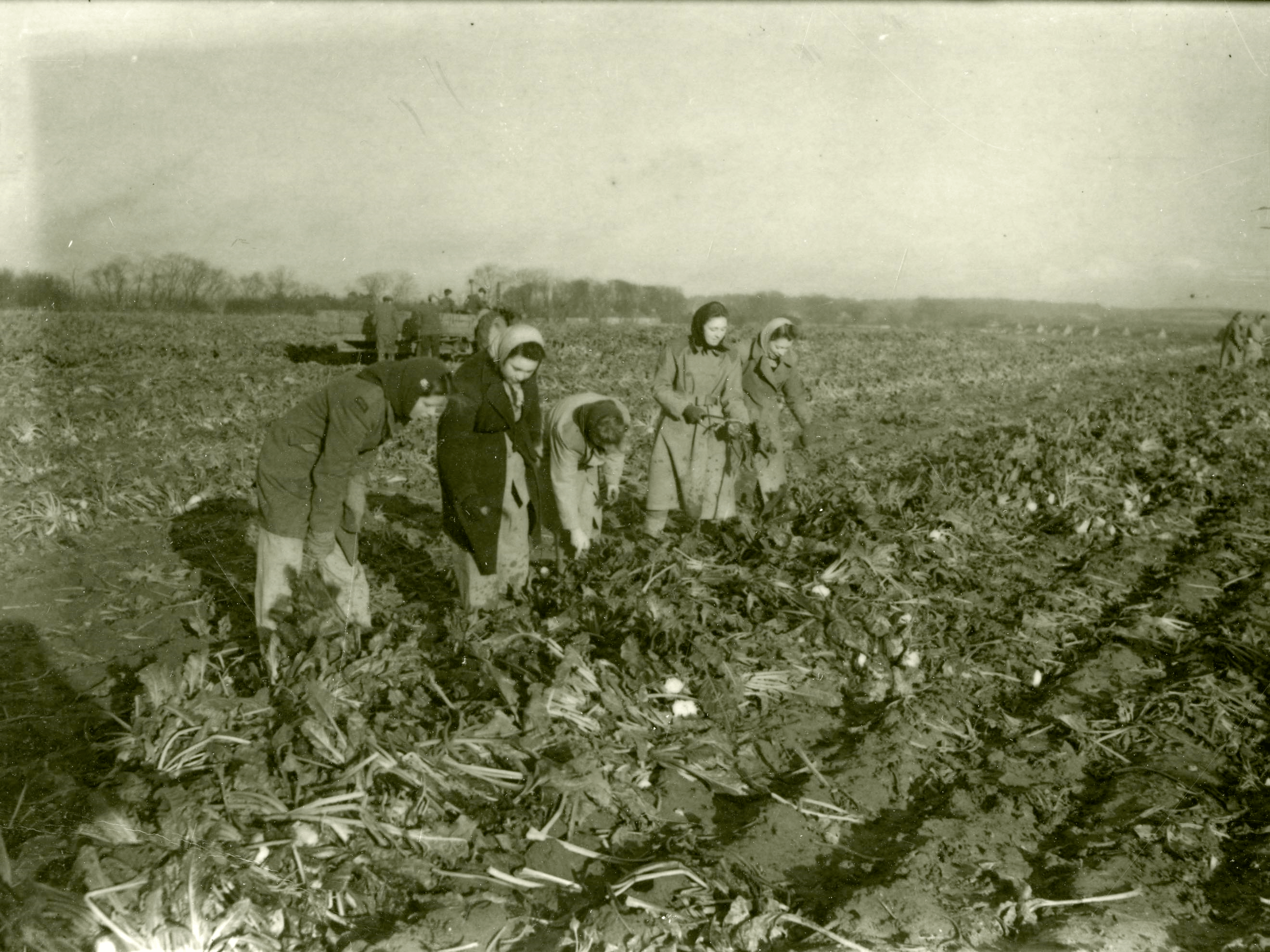 Black and white photograph of women fromWLA gathering sugar beet in a field