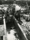 Black and white photograph of three women dropping a sheep into a pit of liquid with the heads of two other sheep visible above the foam. WLA girls sheep-dipping