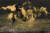 Abstract landscape of gold and black paint
